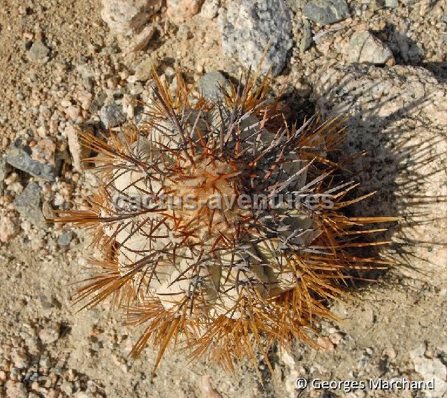 Copiapoa atacamensis Botija0109 